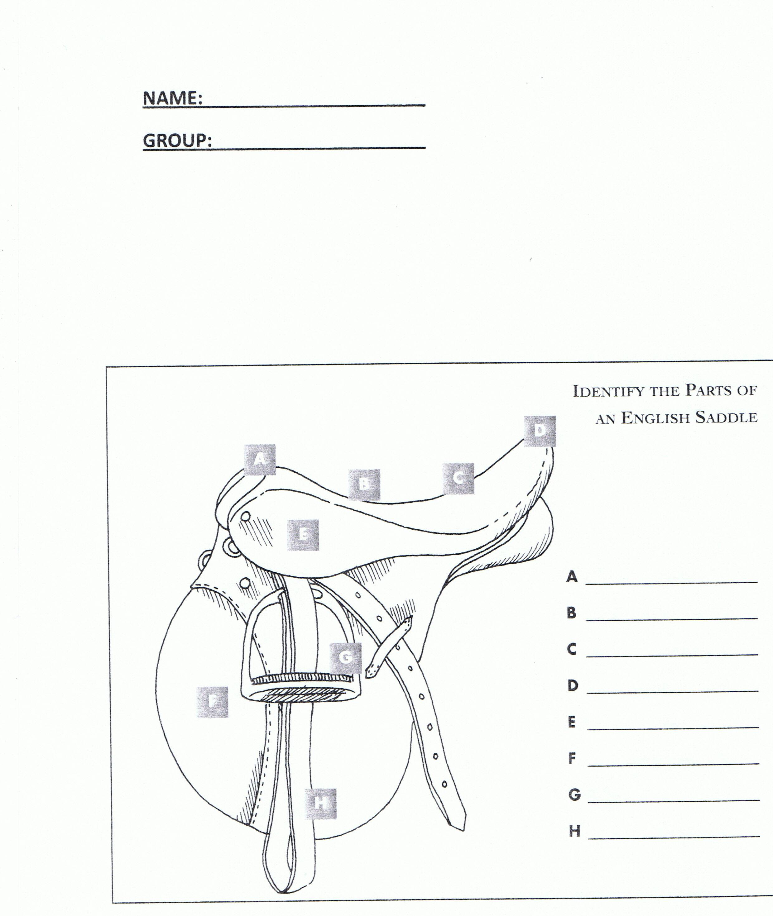 Horse Bridle Parts Diagram Sketch Coloring Page